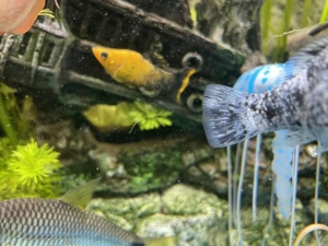 Mollys plattes jungfische