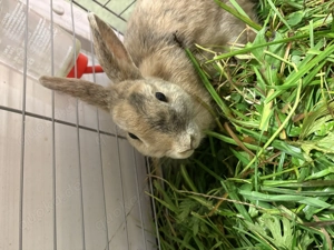 Zwergkaninchen weiblich 2 Jahre Nely