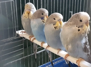 Wellensittich zu verkaufen