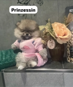 pomeranian Boo