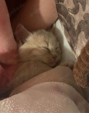 britisch kurzhaar kitten sucht ein neues zuhause 