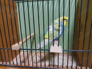 Wellensittich Hagoromo Rainbow