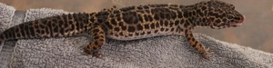 Leopardgecko Weibchen Black Night Mack Snow mix 0.1 aus eigener Zucht 