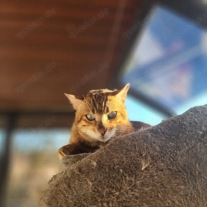 Exelenter Bengal Kater in Seal Sepia Spottet xxl Rosetten