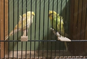 Wellensittich Hagoromo Paar