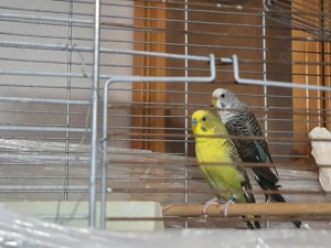 Wellensittich Blackwing Paar