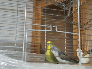 Wellensittich Blackwing Paar Bild 2