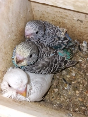 Wellensittich Jungtiere