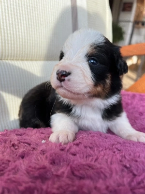 6 reinrassige Australien Shepherd Welpen zu verkaufen