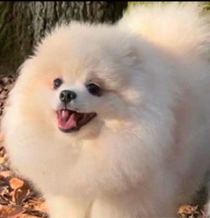 Reinrassige Pomeranian Zwergspitz Welpen 