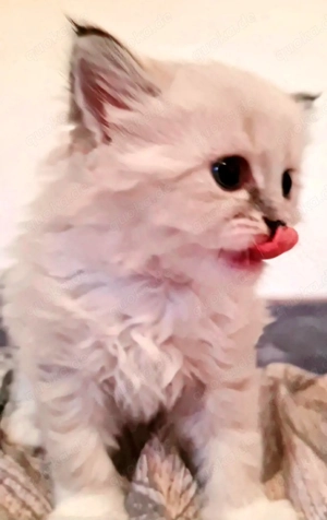 Reinrassigen Kätzchen "Newa-Masquarade"