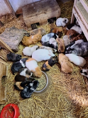 Meerschweinchen Mädels