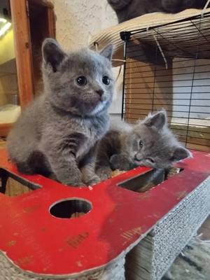 Russisch blau Kitten weiblich ab 1.5  aus langjähriger Hobbyzucht abzugeben.