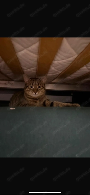 Europäisch Kurzhaar Katze sucht liebevolles Zuhause