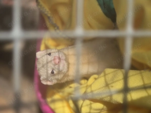 Suche Frettchen gesucht