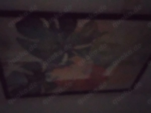 Verschiedene Bilder Tiere und Naturbilder 