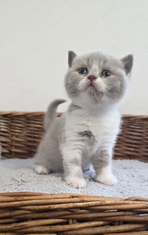 Reinrassige BKH Kitten mit Stammbaum