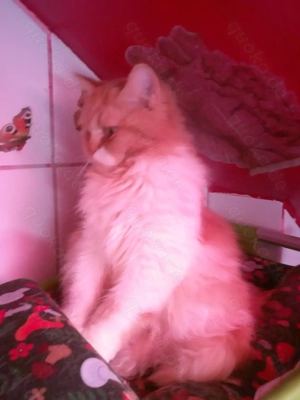 Extralieber hundeverträglicher ausnahmeschöner rot gestromter Welpen-Kater mit weißen Abzeichen !!!