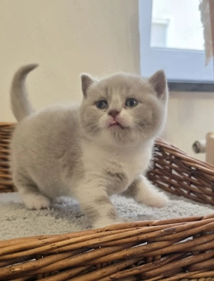 Reinrassige BKH Kitten mit Stammbaum