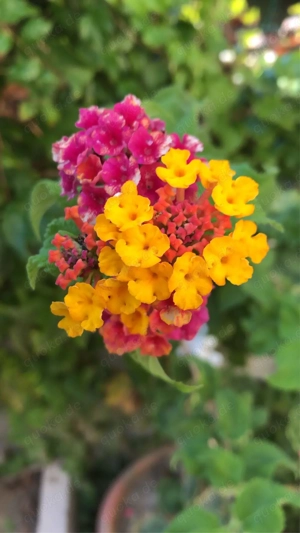 wellness, Ganzkörpermassage für Frauen