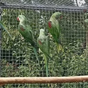 Große Alexandersittiche geschlossen beringt