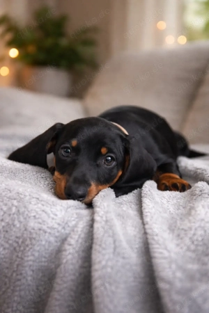 Bildschöne Zwergdackel Mädchen 