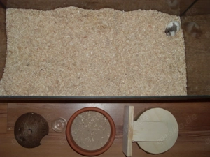 Roborowski Zwerghamster, 8 Wochen alt mit Becken + Zubehör, Hamster