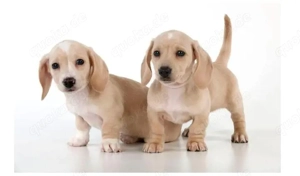 Zwergrau Dackel welpen