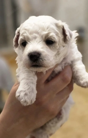 Maltipoo Welpen 