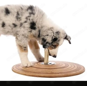 Zerrefix Hunde Spielzeug trainer