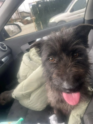 Xana, Hundemama sucht liebevolles Zuhause Bild 4