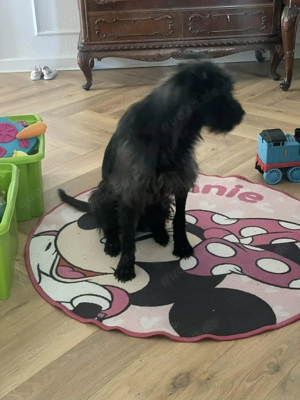 Xana, Hundemama sucht liebevolles Zuhause Bild 10