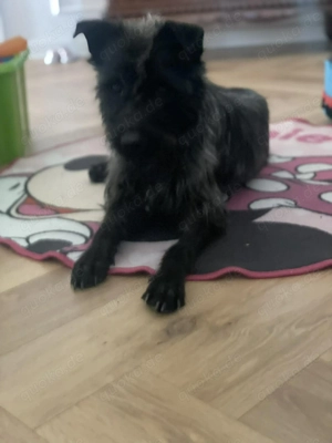 Xana, Hundemama sucht liebevolles Zuhause Bild 8