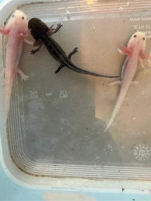 Axolotl babys Bild 3