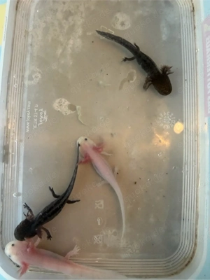 Axolotl babys Bild 4