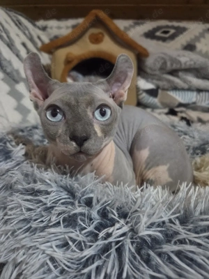 Canadien Sphynx Kater 