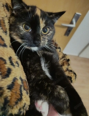 Kuschel Katze sucht neuen Dosenöffner 