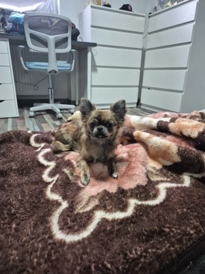 Hund chihuahua 9 Monate alt weiblich 