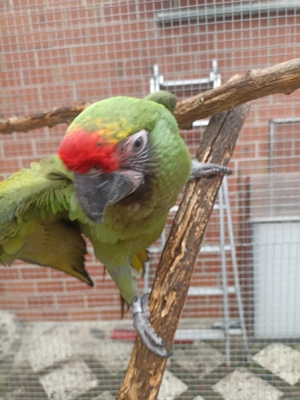 Biete 1 , 0 Kleinen Soldaten Ara von 25 an sehr zutraulich Teil Hand Aufzucht