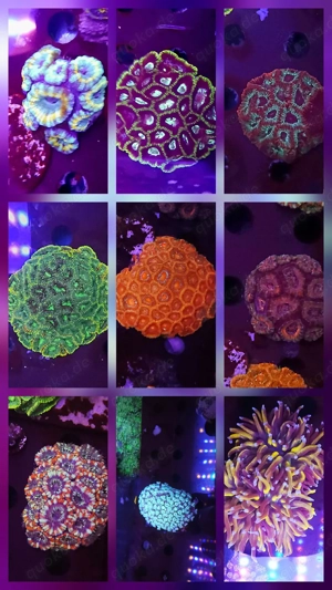 Bis zu 25%!!! Acropora, Euphyllia, Goniopora, LPS, SPS, Zoas, Korallen, Meerwasser
