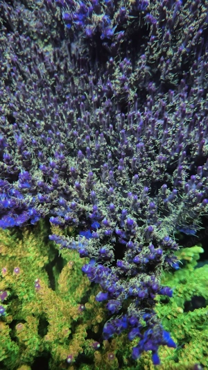 Bis zu 25%!!! Acropora, Euphyllia, Goniopora, LPS, SPS, Zoas, Korallen, Meerwasser Bild 3