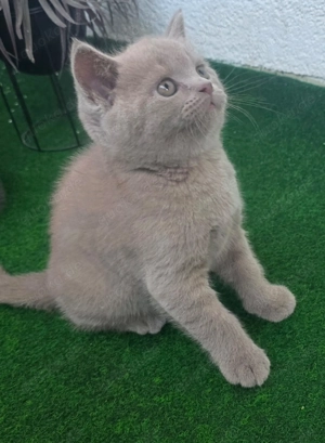 Zucker Süße reinreisige bkh Kitten zu reservieren. 