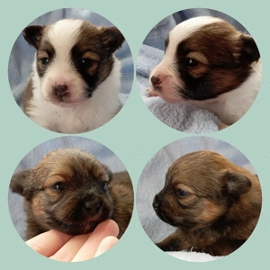 Wunderschöne Pomeranian Papilion Welpen 