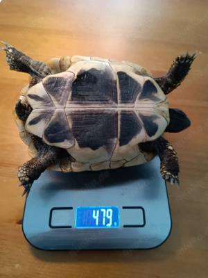 2x (W) griechische Landschildkröten   Optional Gehege mit UV u.s.w. Bild 5