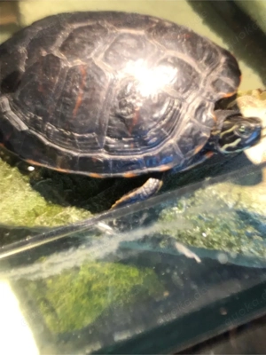 Weibl. Florida Rotbauch Schmuckschildkröte gesucht