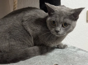 Britisch Kurzhaar Katze sucht ein neues Zuhause.