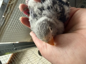 Rußköpfchen (Agaporni)