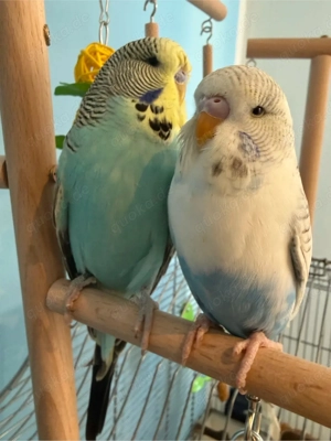 Schauwellensittich sucht sein zuhause 