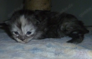 Maine Coon Kitten