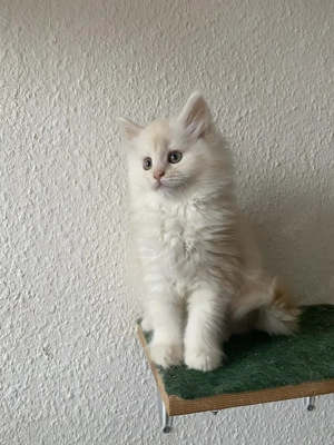 maine coone  madchen